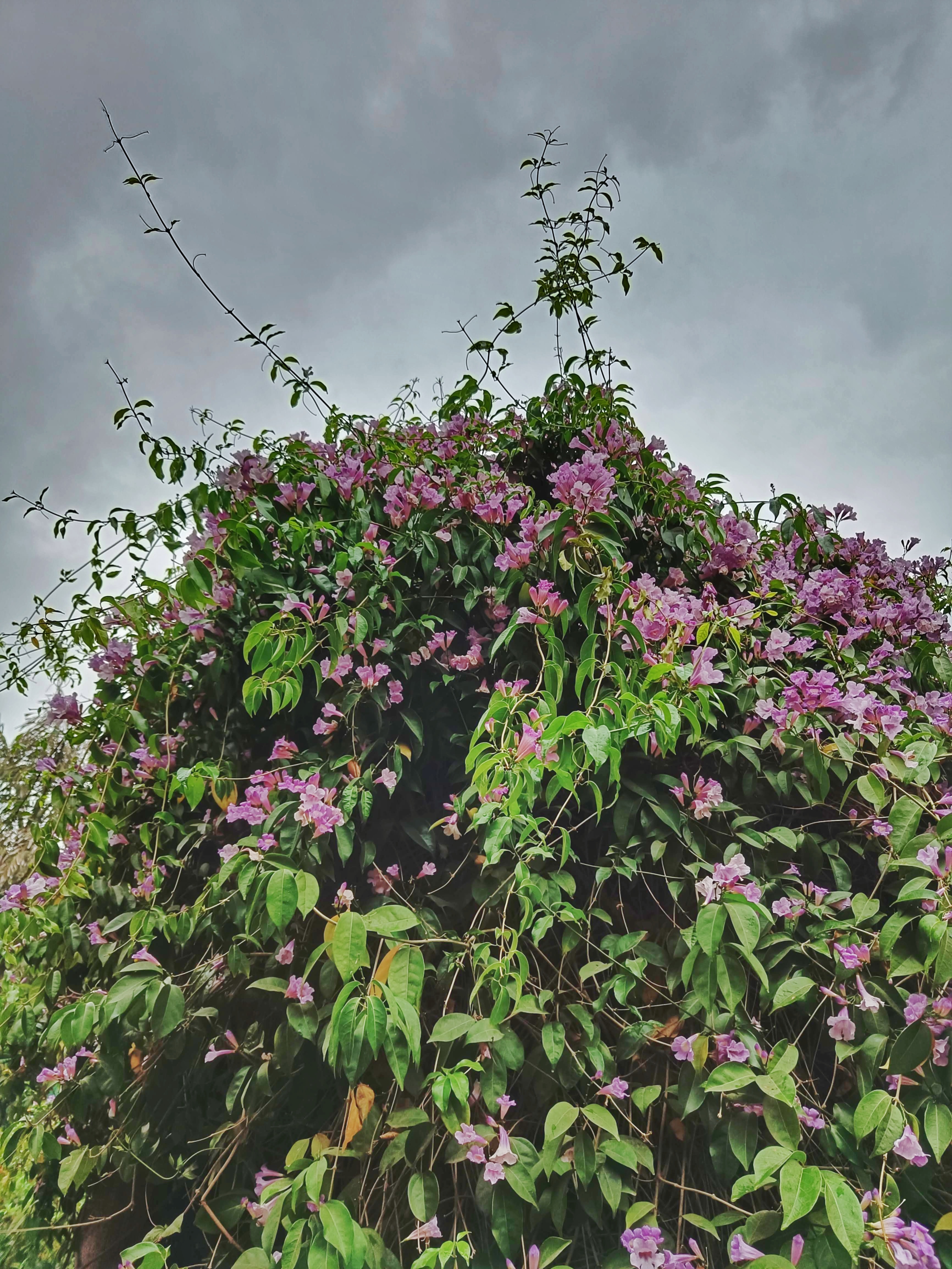 A photo of a huge shrub dotted with flowers inside the Jamia campus that I took in November 2023.